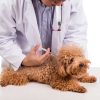 parvovirus canino veterinario inyeccion clinica veterinaria