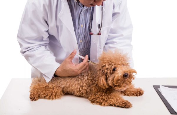 parvovirus canino veterinario inyeccion clinica veterinaria