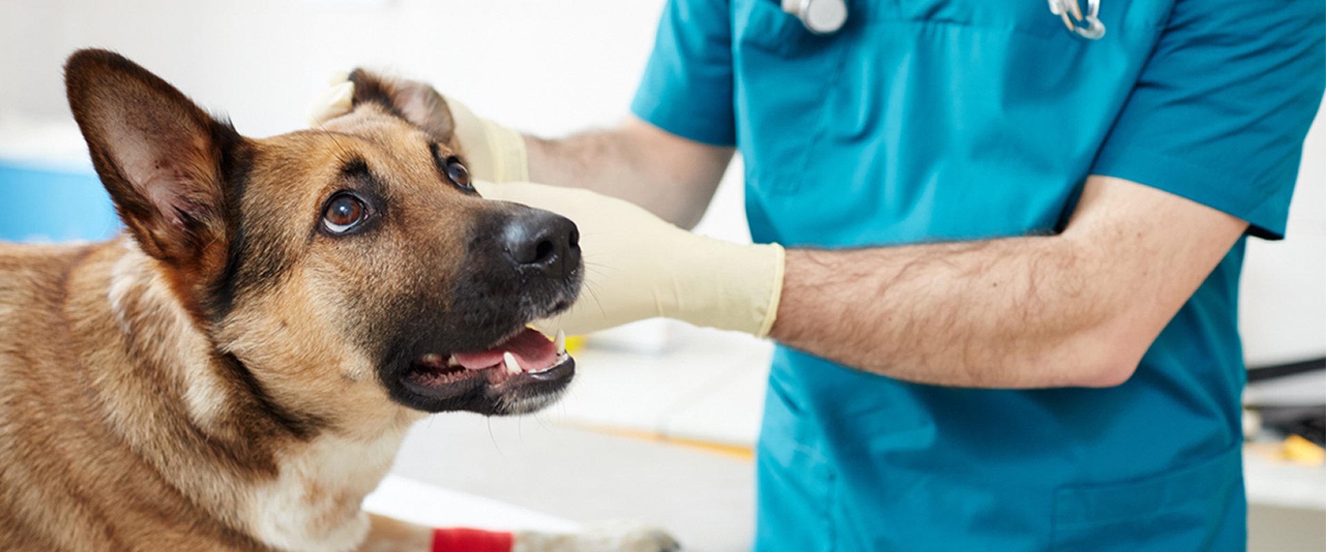 clinica veterinaria granero rojo perro